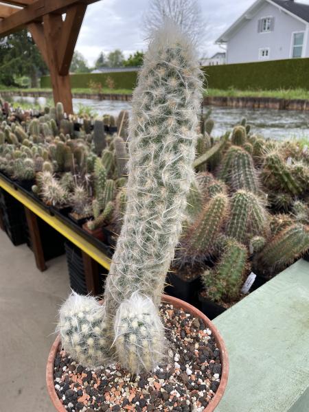 Oreocereus celsianus